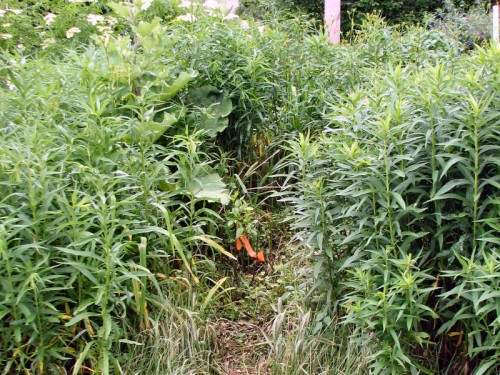Image of small shrub surrounded by towering weeds