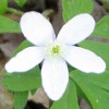 My newest discovery - Wood Anemone