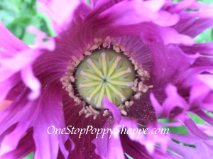 Image of frilly violet poppy