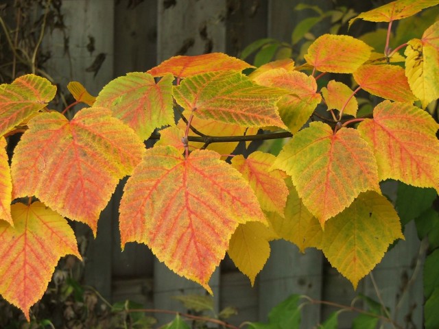 Honshu maple (<em>Acer rufinerve</em>) is widespread in Japan except on Hokkaido Island.