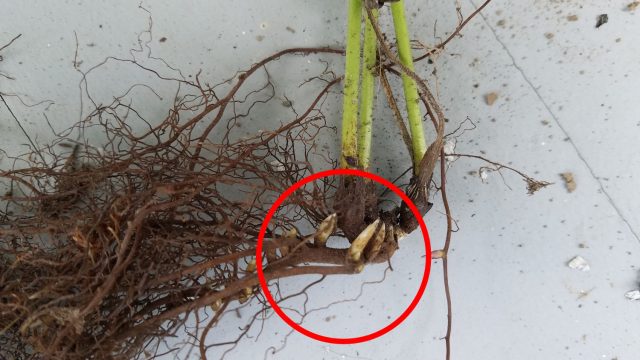 Growing points on anemone roots