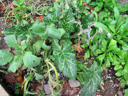 The variegated leaves of Arum italicum Marmoratum emerge in fall and last through the winter.
