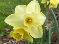 Binkie daffodil