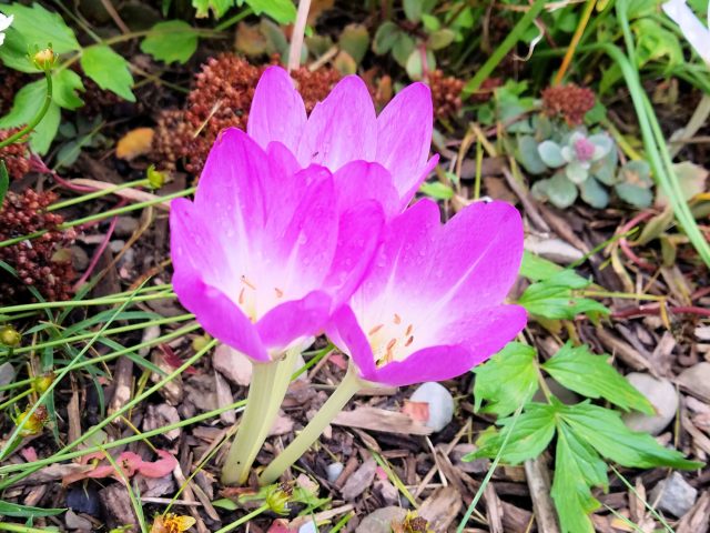 Colchicum Special Delivery 