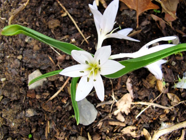 Colchicum hungaricum Velebit Star