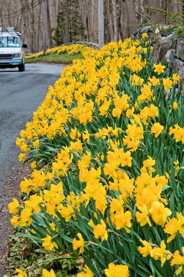 Colorbrends RoadsideYellow daffodil blend