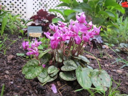 Cyclamen purpurascens is reputed to be hardy to USDA Zone 4