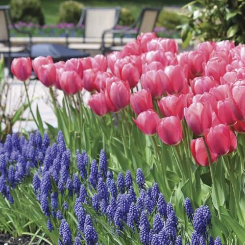 Longfield Gardens offers a combination of Mystic Van Eijk tulips and grape hyacinths