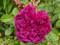 Darcey Bussell rose