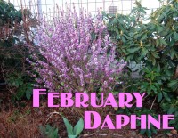 February daphne aka Daphne mezereum