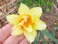 Feu de Joie daffodil