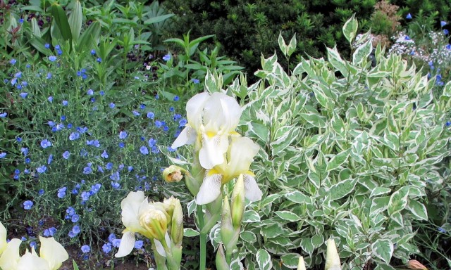 This hardy heirloom yellow iris looks great with variegated dogwood and perennial flax.