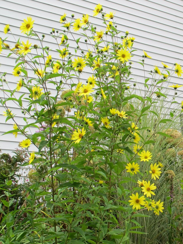 Helianthus Lemon Queen perennial sunflower