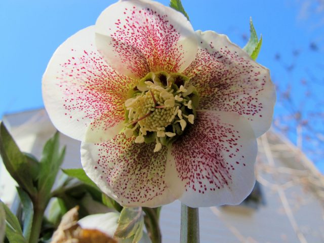 Hellebore seedling from Ashwood doubles