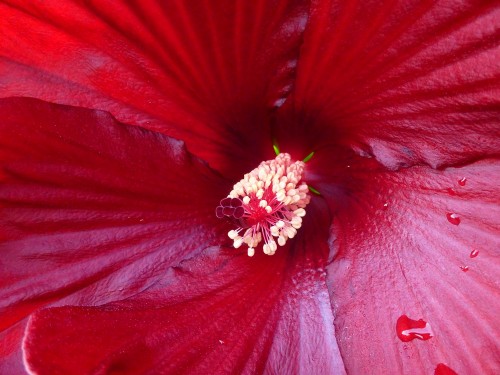 Close up of Heartthrob hibiscus from Walters Gardens