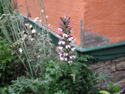 image of Acanthus