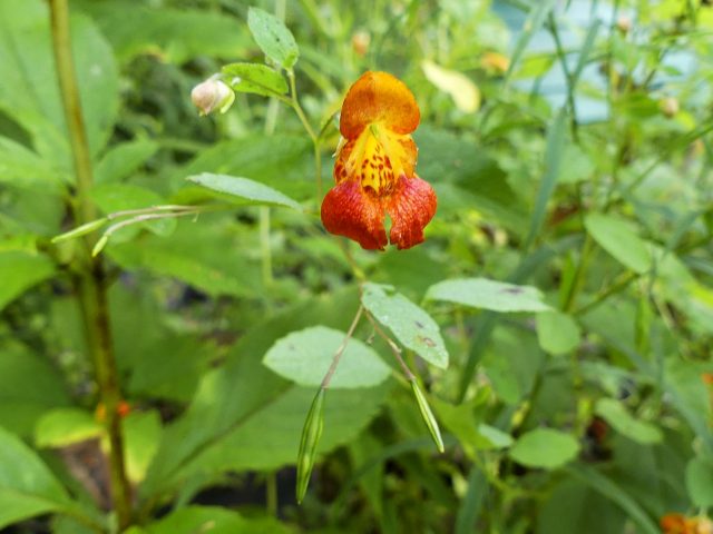 Impatiens capensis with seed capsules