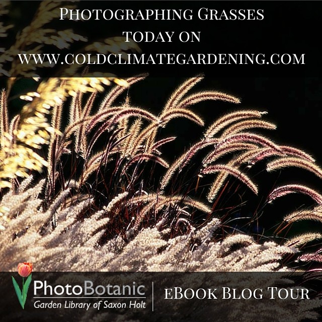 Photographing grasses tips from Saxon Holt