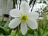 Keats daffodil