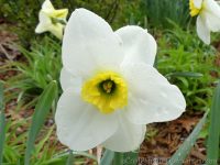 Lancaster daffodil