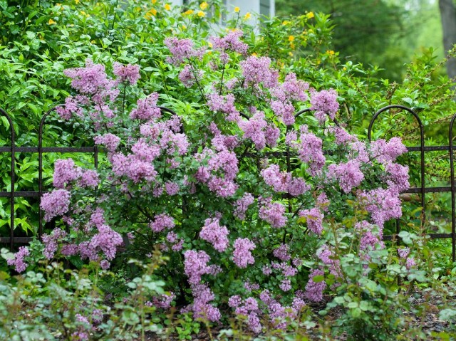 Bloomerang lilac
