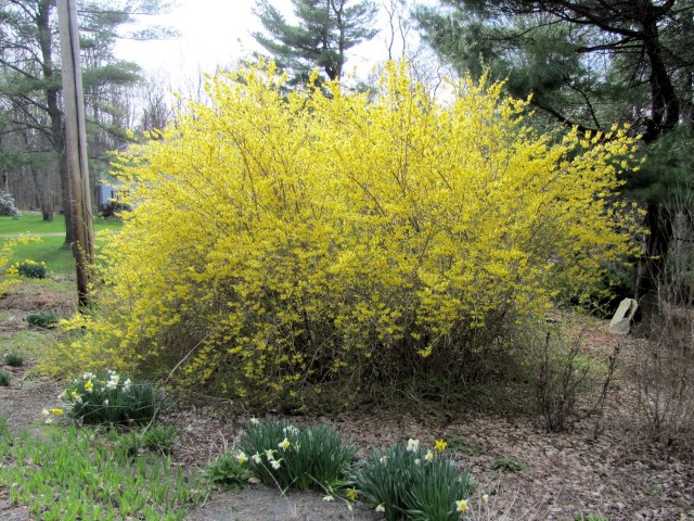 Meadowlark forsythia hardy in cold climates