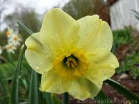 Mint Julep daffodil