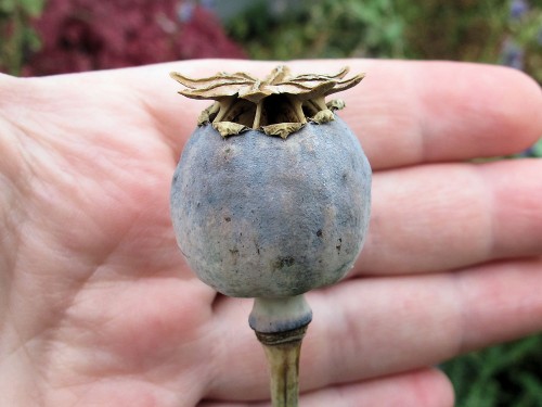 Opium poppy seed head Papaver somniferum seedhead