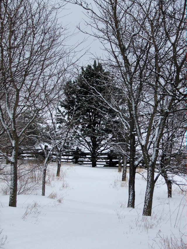 The Pine Path at Lilactree Farm