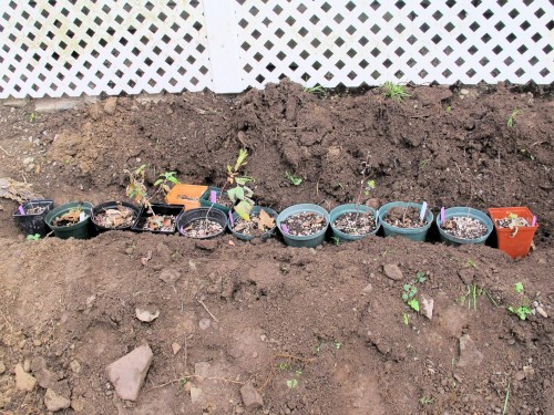 Put the pots you want to protect from cold in the trench
