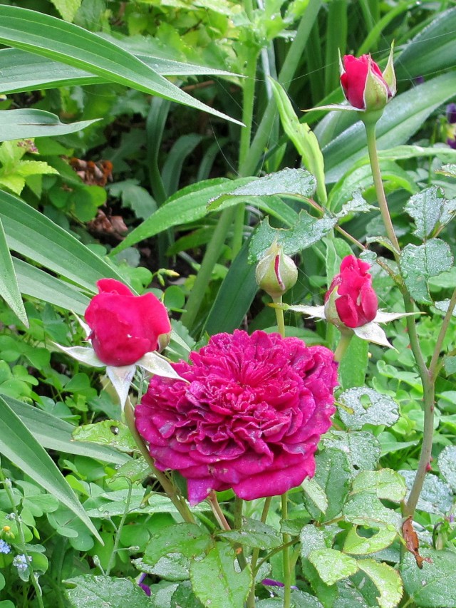 Darcey Bussell rose