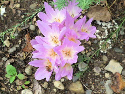 Spartacus colchicum, a fall blooming bulb for your garden