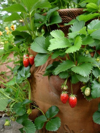 strawberry pot