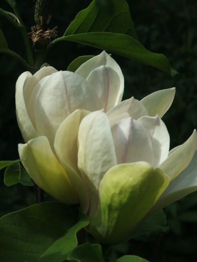 Sunsation magnolia