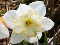 Unidentified butterfly daffodil
