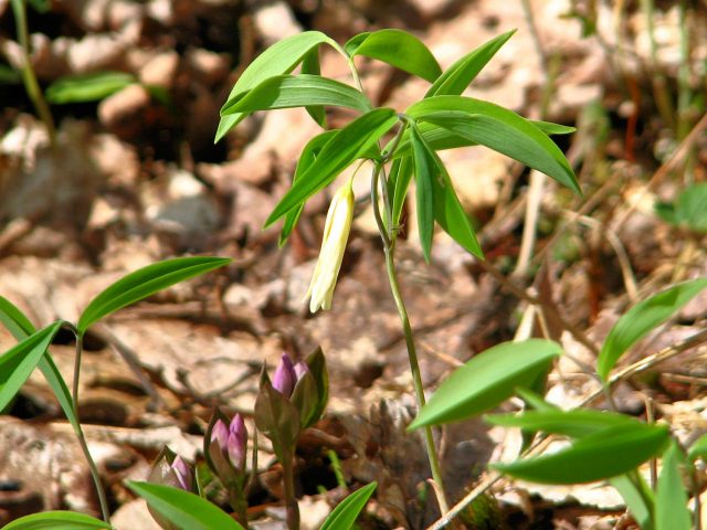 uvularia grandiflora