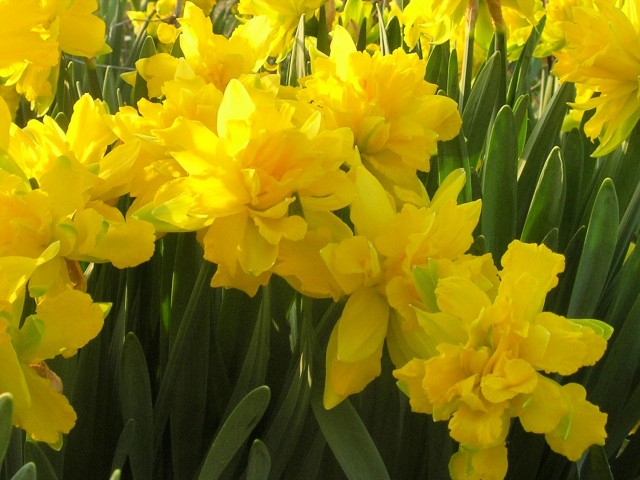 Van Sion daffodils