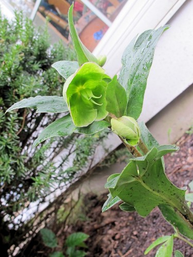 'Winter Bells' hellebore is known for early blooming.