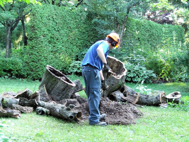 A new sunny area has been created by the removal of an ancient apple tree.