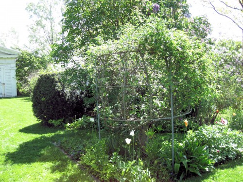 Metal framework that supports an apple tree