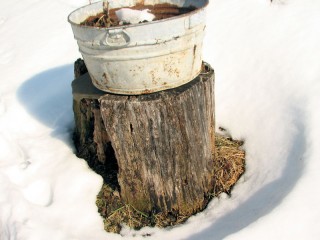 Snow melting around tree stump