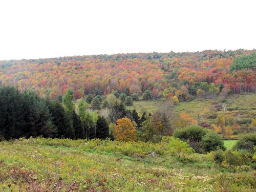 autumn hillside colorful