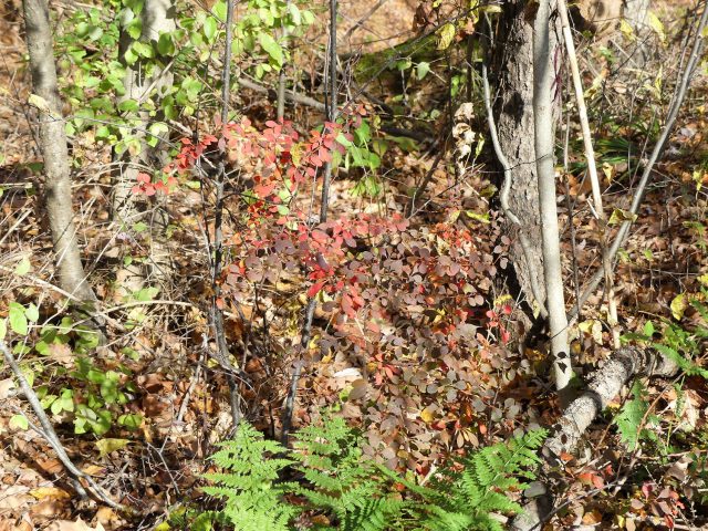 barberry Berberis sp. in the woods