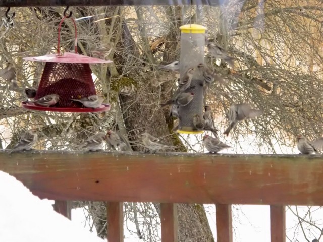 red polls at feeder