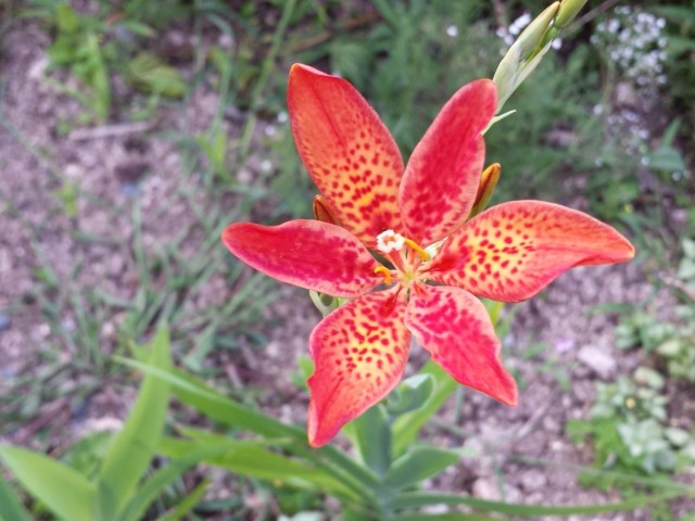 blackberry lily blooms in fall