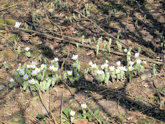 bloodroot, a wildflower, wrapped in leaves