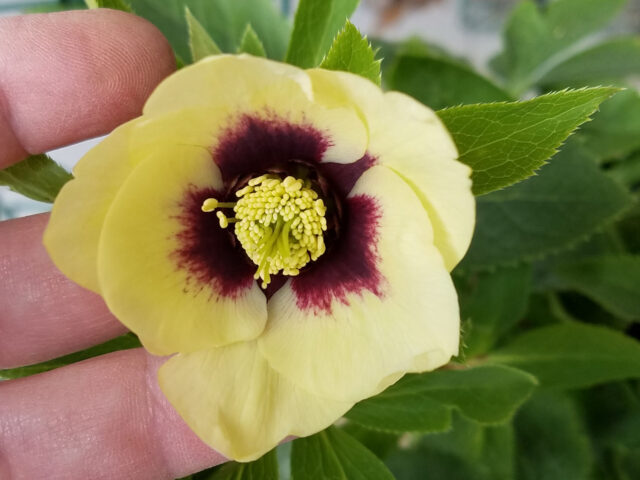 Yellow hellebore with maroon heart