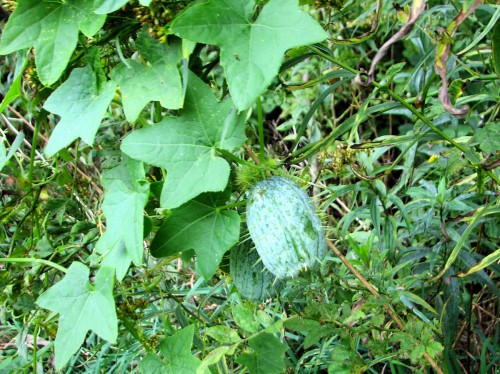 fruit and leaves of bur cucumber