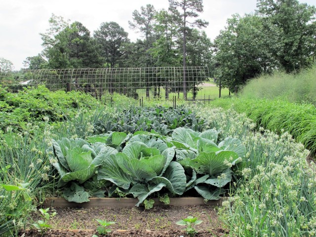 cabbages at the home of P. Allen Smith