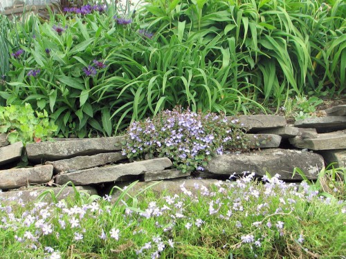 Veronica growing in a stone wall